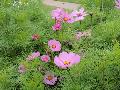 Cosmos / Cosmos bipinnatus 